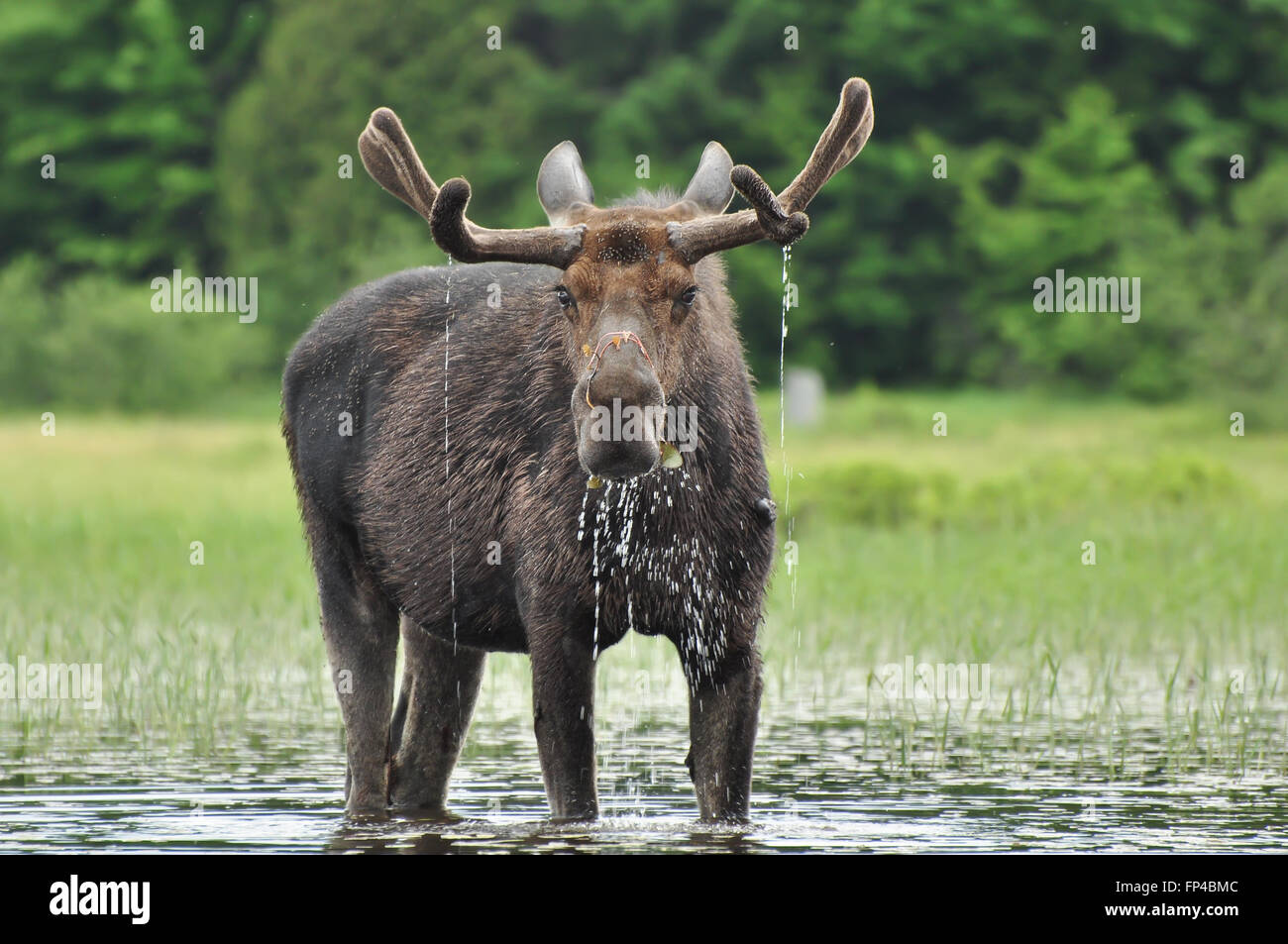 Alces Alces: A Moose standing in a lake in Algonquin National Park, Ontario, Canada Stock Photo