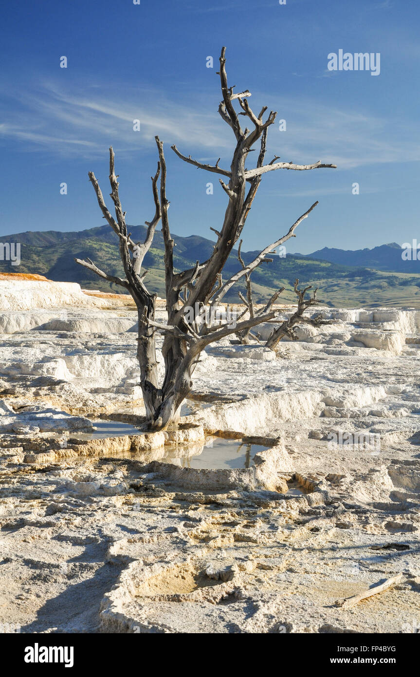 Mammoth Hot Springs in Yellowstone National Park Stock Photo