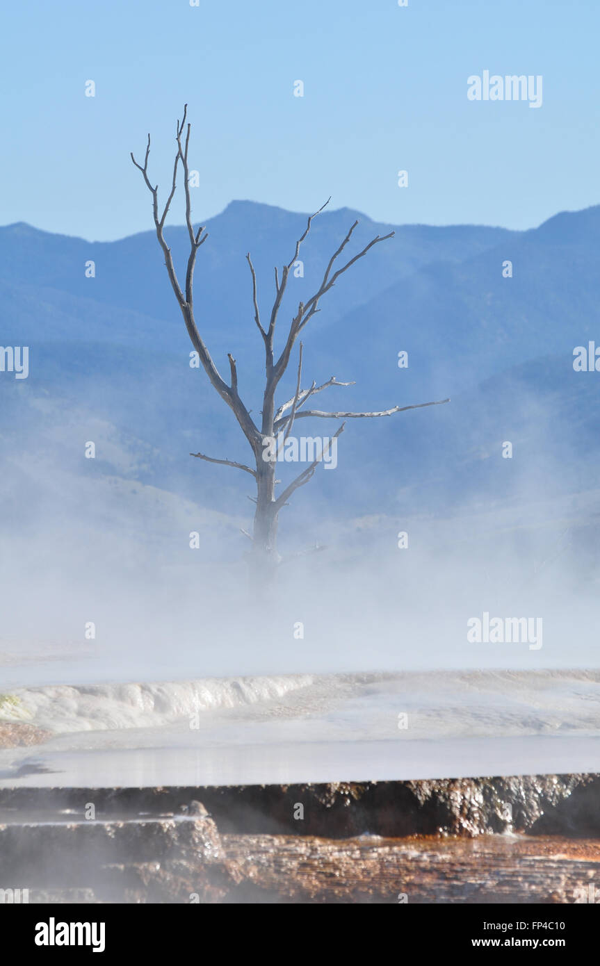 Mammoth Hot Springs in Yellowstone National Park Stock Photo