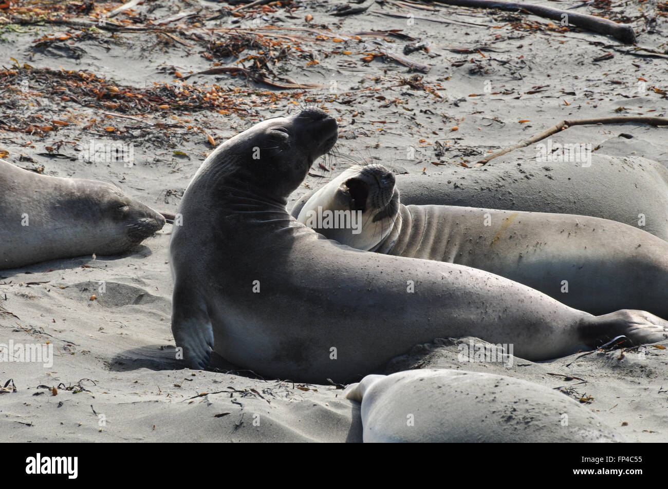 Zalophus Californianus: Two California Sea Lions fighting at Big Sur Stock Photo