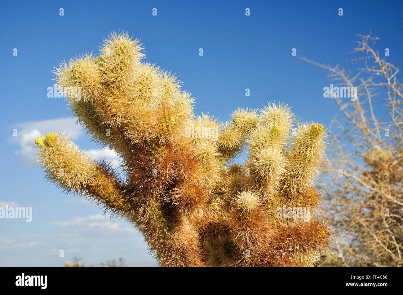 The Cholla Cactus Garden in Joshua Tree National Park Stock Photo