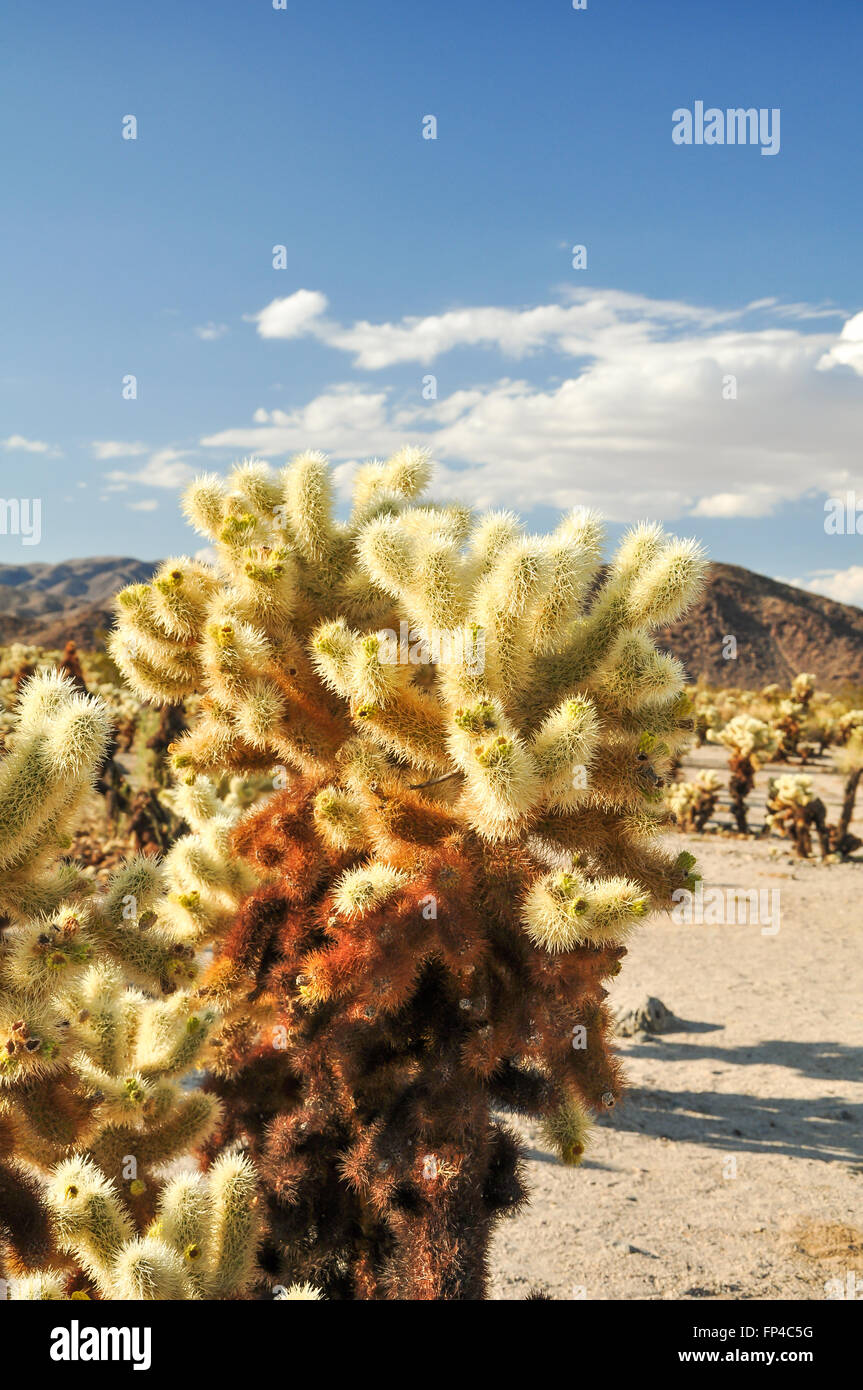 The Cholla Cactus Garden in Joshua Tree National Park Stock Photo