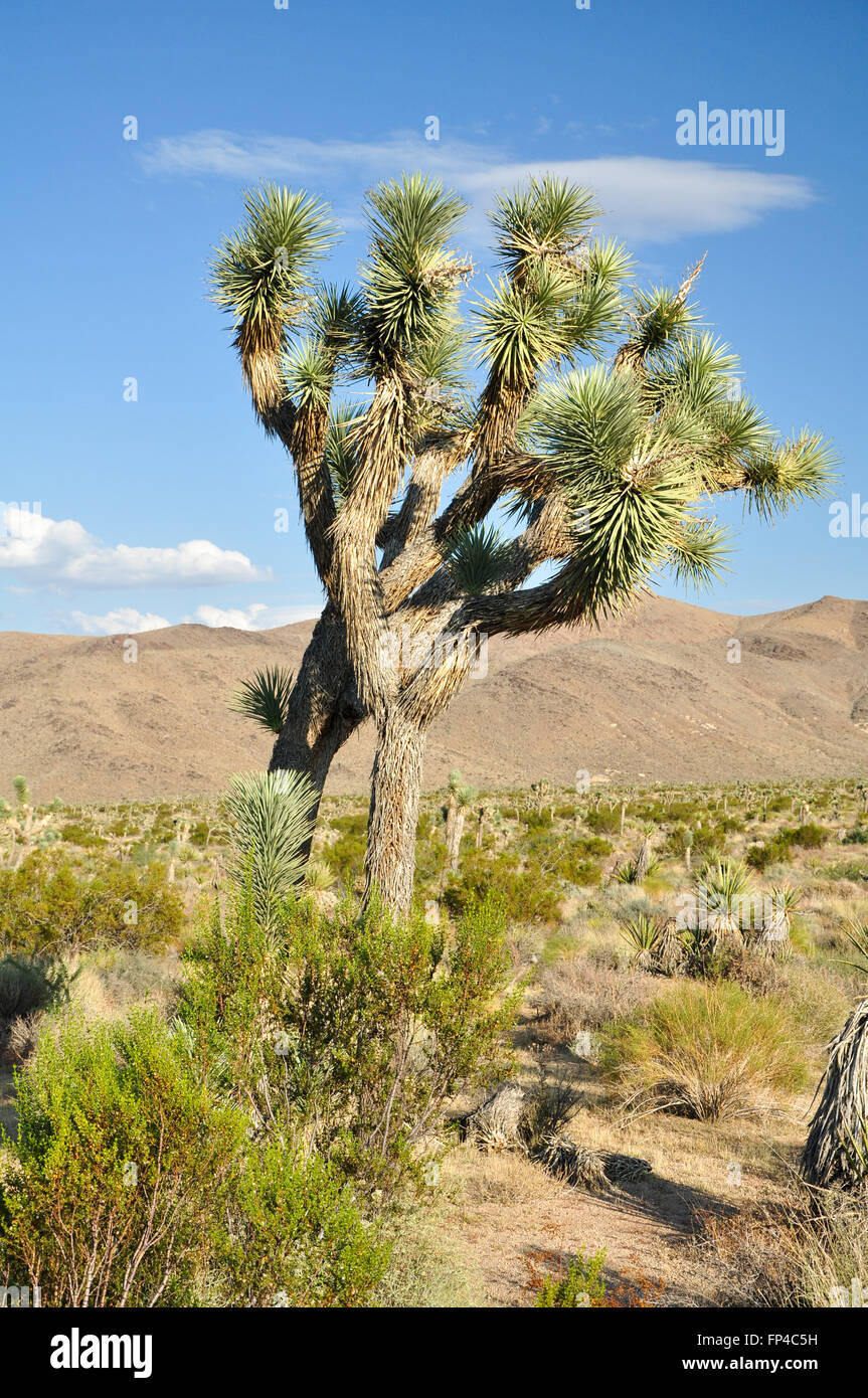 Landscape with Yucca Palm in Joshua Tree National Park Stock Photo