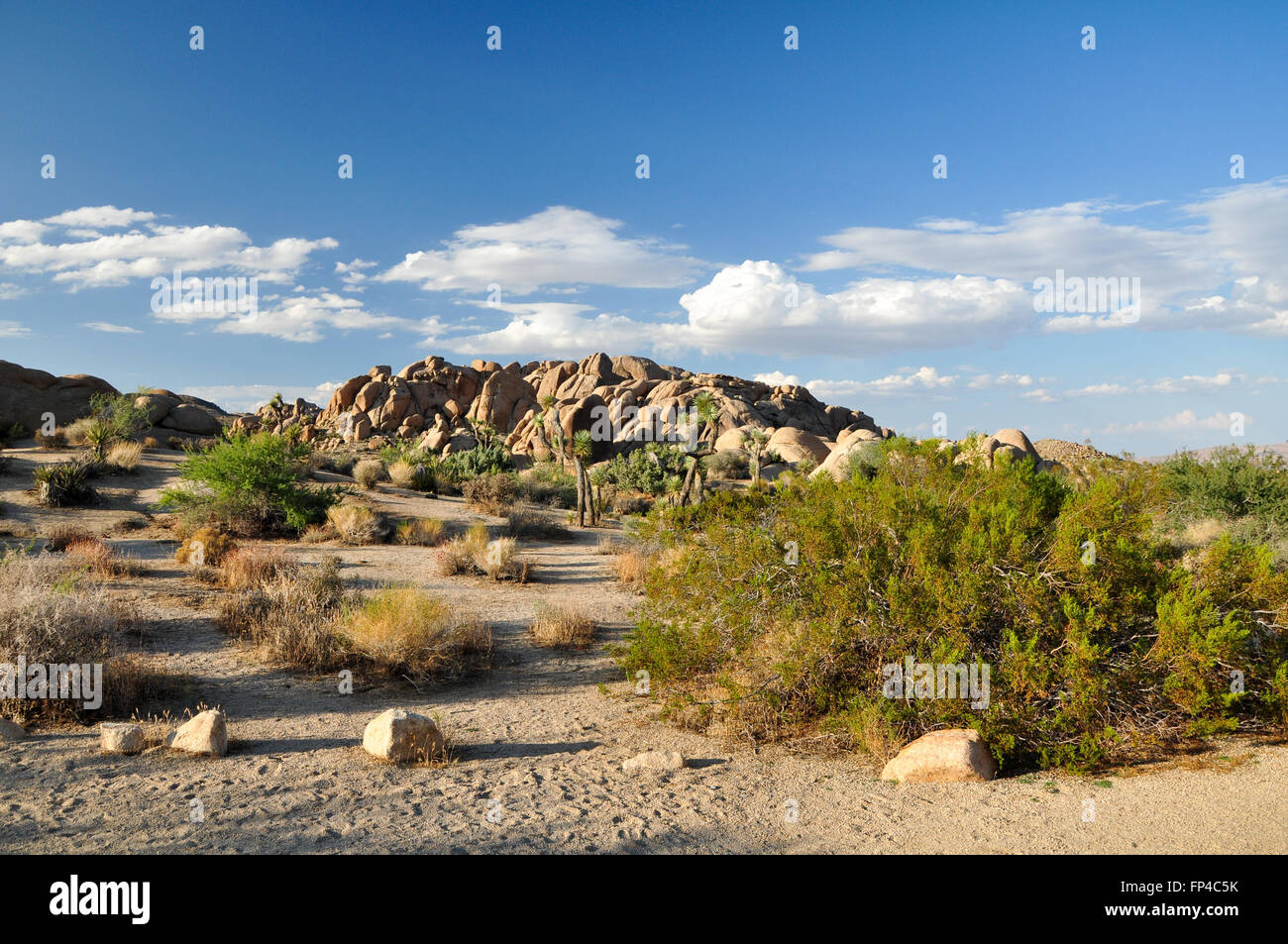 Landscape with Yucca Palm in Joshua Tree National Park Stock Photo