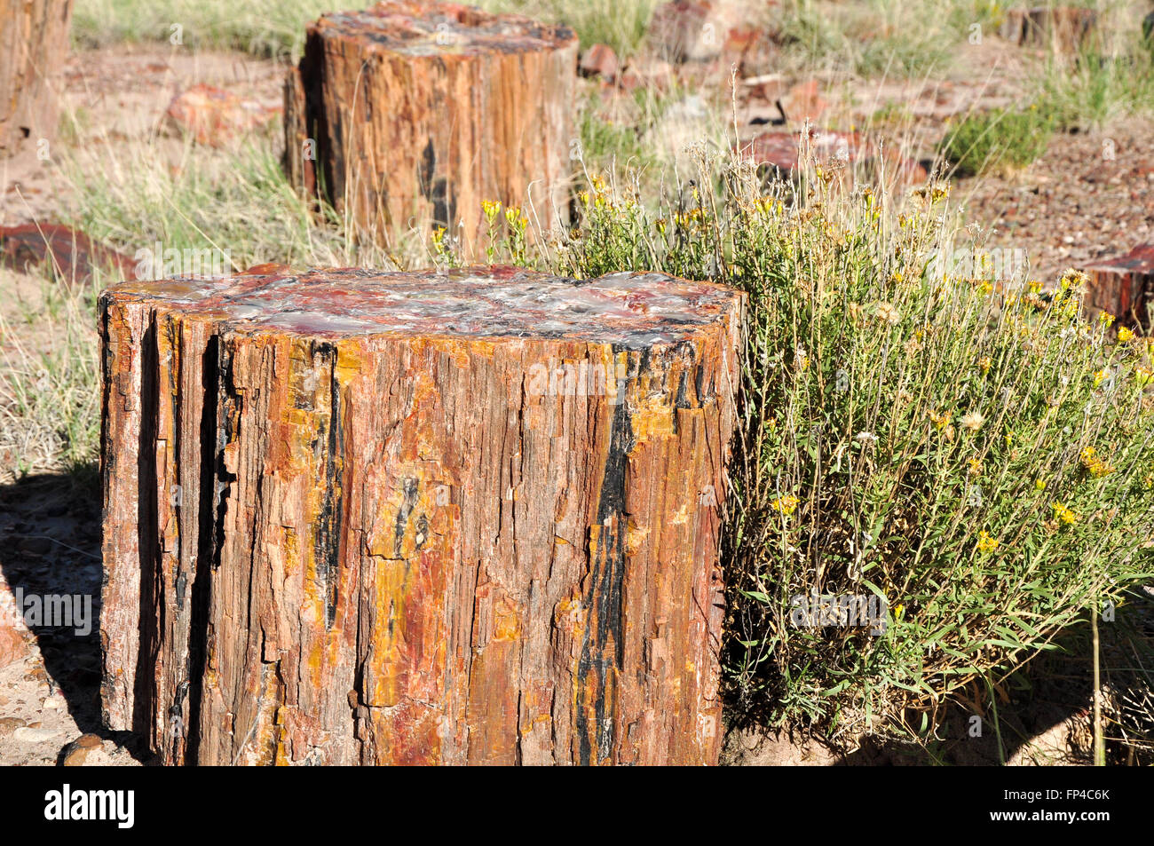 Colorful Petrified Wood At Giant Logs in Petrified forest National Park, USA Stock Photo