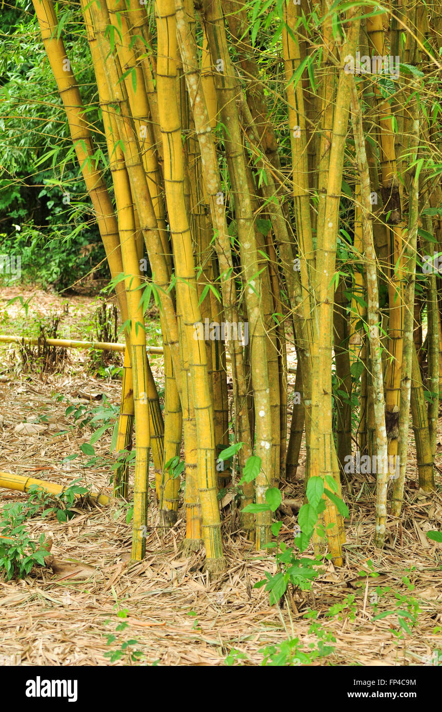 Bambusoideae Bamboo in Ghana Stock Photo