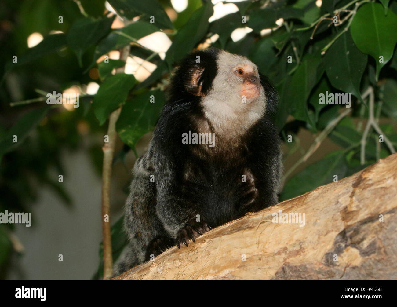 South American White headed Marmoset a.k.a. Geoffroy's tufted ear marmoset (Callithrix geoffroyi). Native to the Brazilian coast Stock Photo