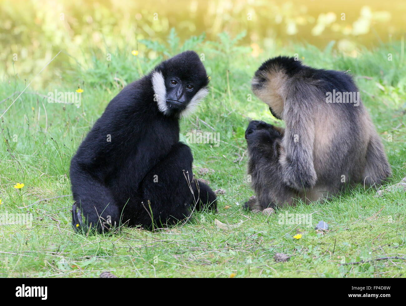 Couple gibbons hires stock photography and images Alamy