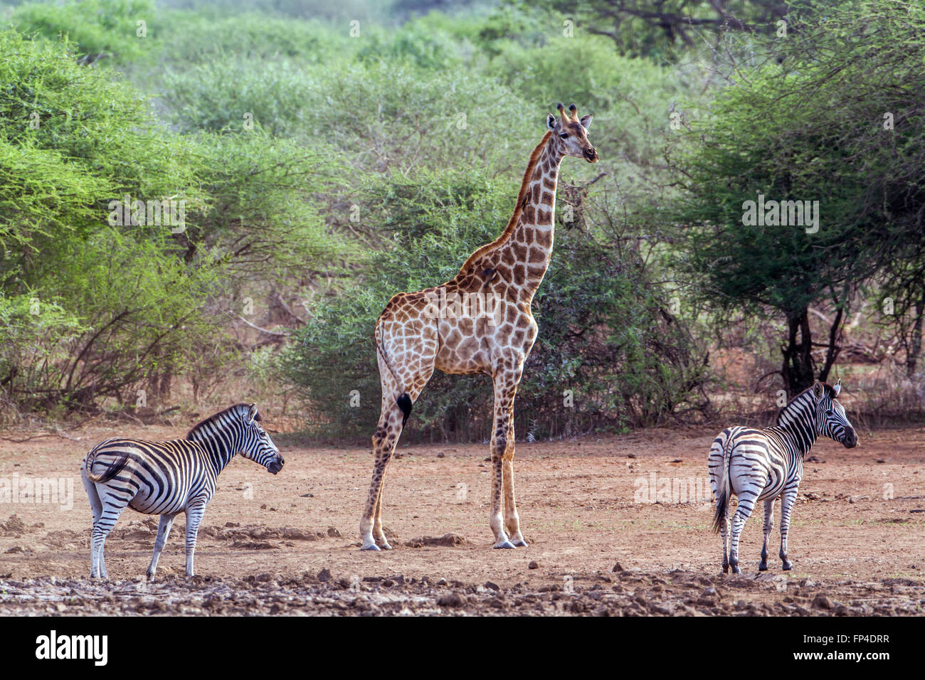 Zebra and giraffe hi-res stock photography and images - Alamy