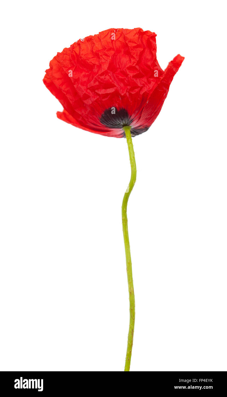 red poppy flower isolated on white background Stock Photo - Alamy