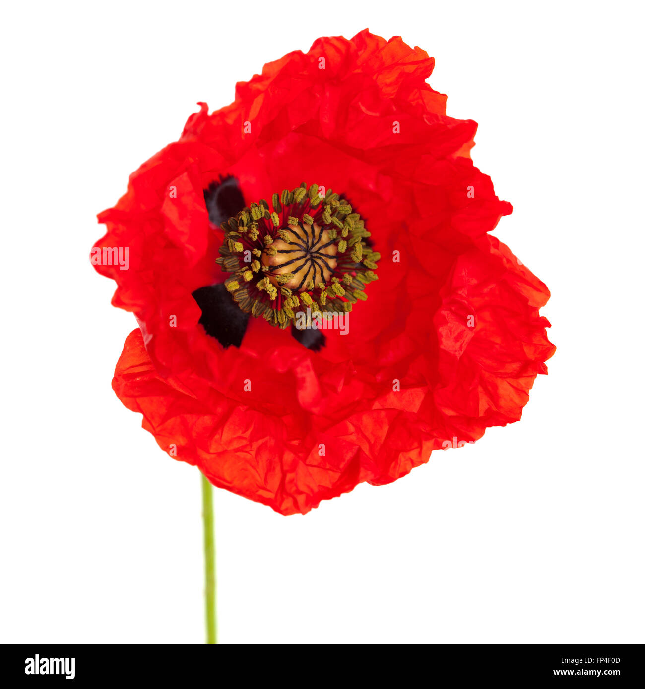 red poppy flower isolated on white background Stock Photo - Alamy