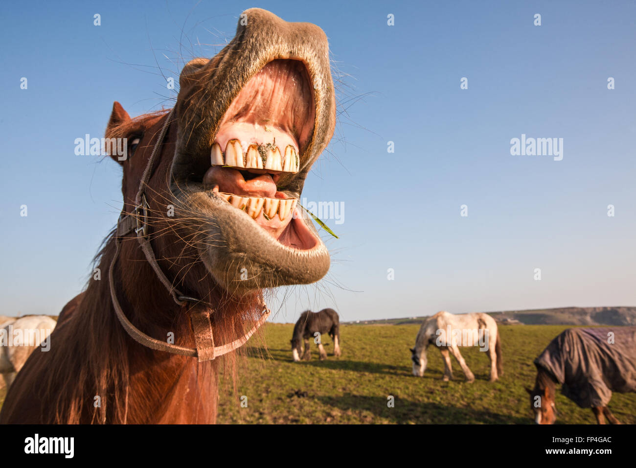 Horse grazing,here with mouth open, in field next to Pembrokeshire Coast Path near Nolton Haven, a popular horse riding centre both for tourists and locals. West Wales, U.K. Europe. March. Photo Stock Photo