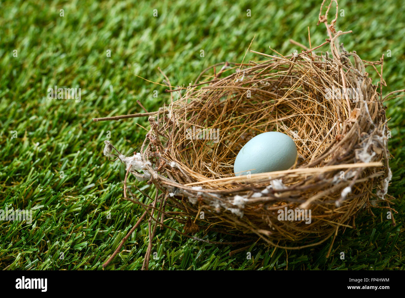 bird nest with egg on grass field Stock Photo Alamy