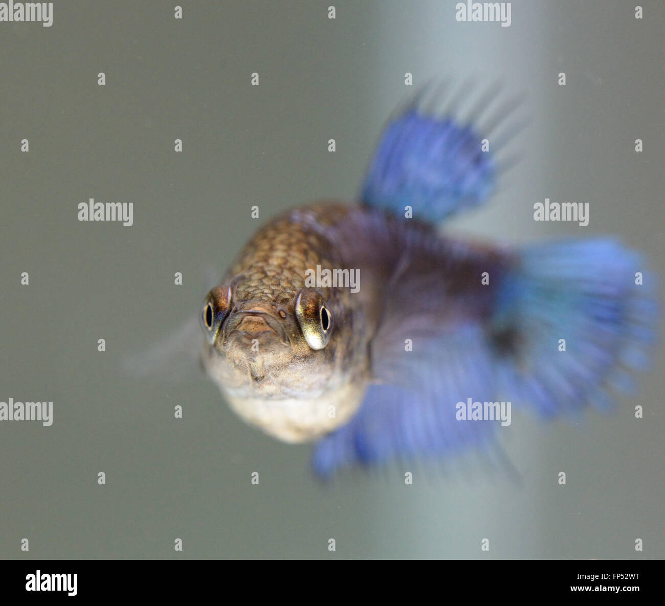 Betta Splendens Female fish Stock Photo