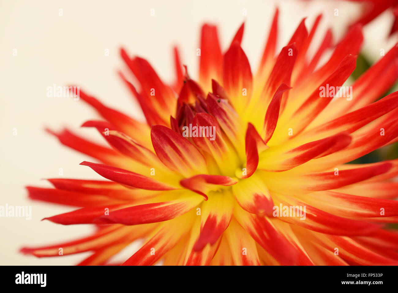 Tahiti sunrise dahlia flower head close-up Stock Photo