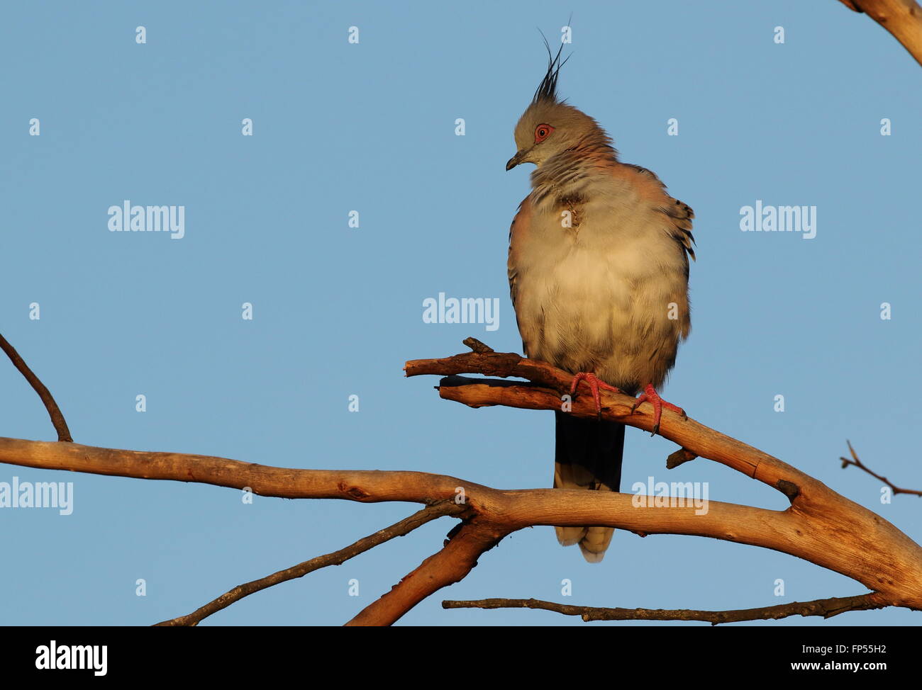 Crested pigeon ocyphaps (geophaps) lophotes Stock Photo - Alamy