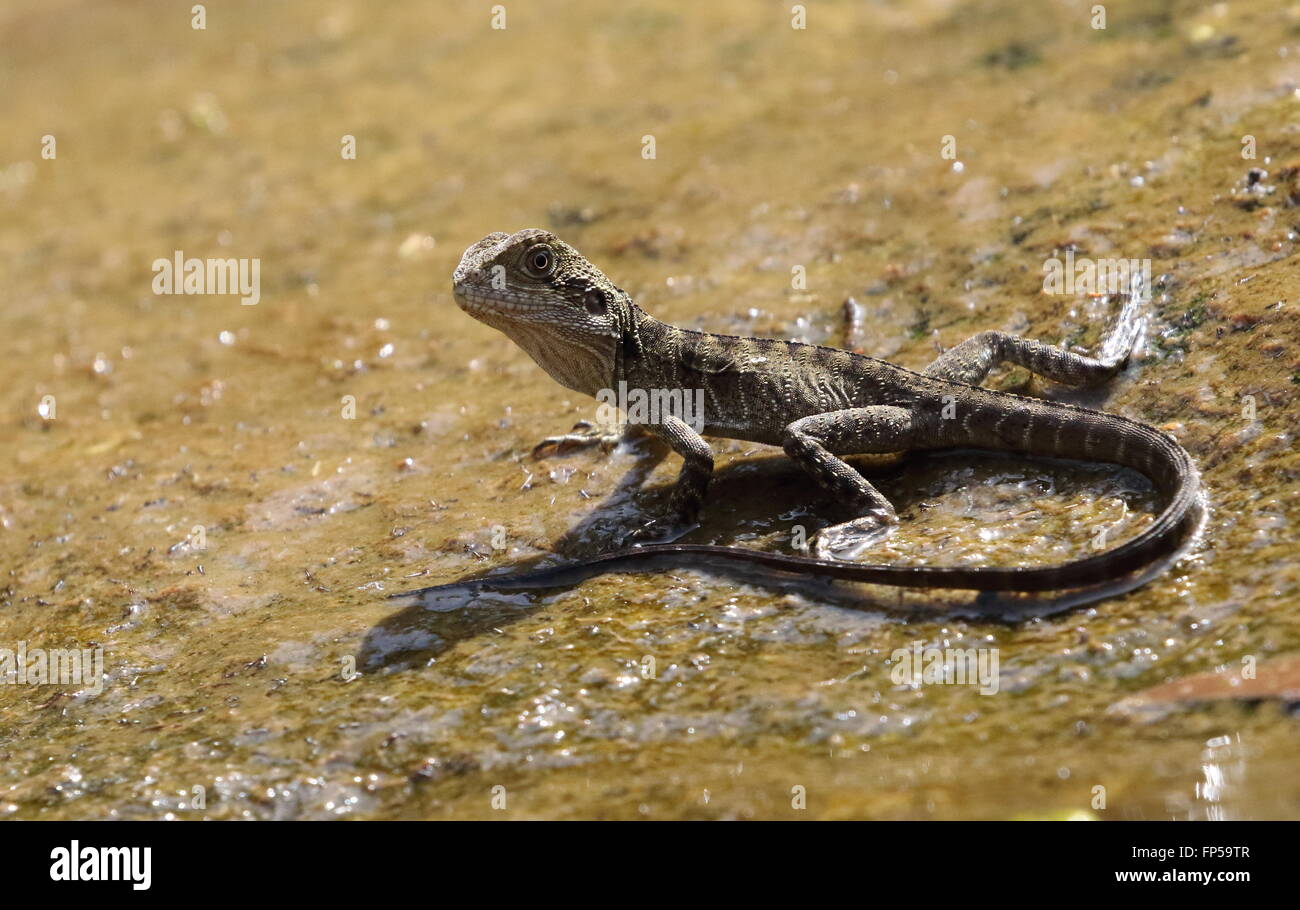 Eastern water dragon juvenile Stock Photo Alamy