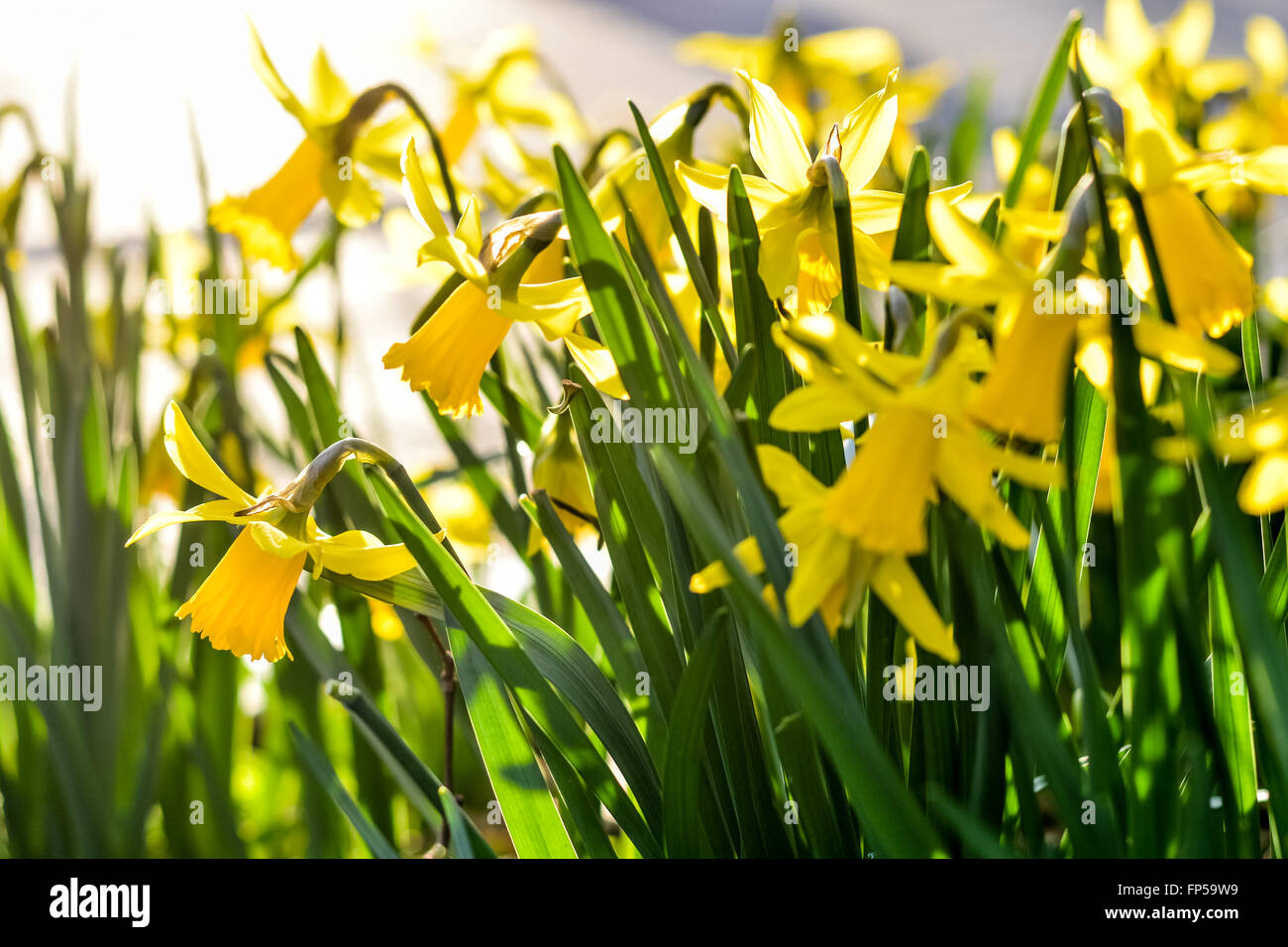 daffodil flower field in sunlight closeup Stock Photo Alamy