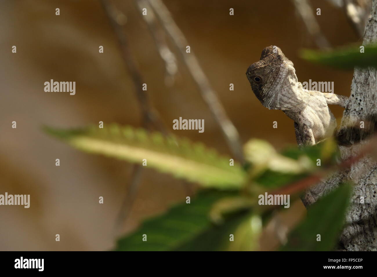 Eastern water dragon juvenile Stock Photo Alamy