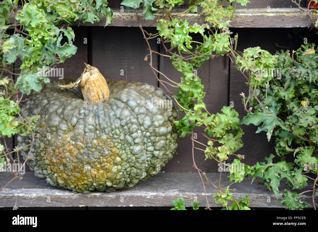 Hybrid pumpkin hi-res stock photography and images - Alamy
