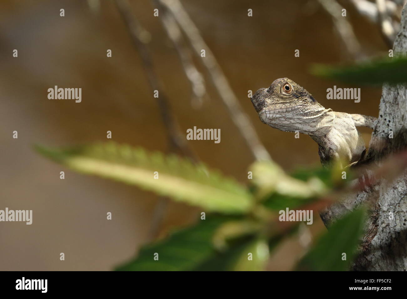 Eastern water dragon juvenile Stock Photo Alamy