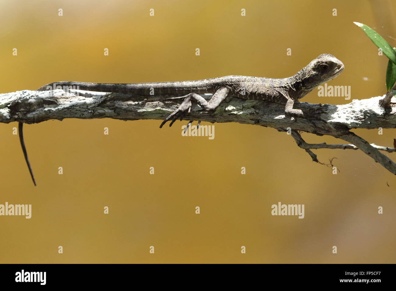 Eastern water dragon juvenile Stock Photo Alamy