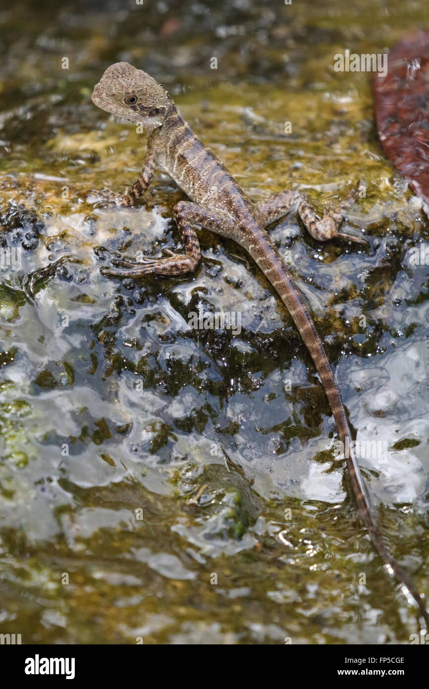 Eastern water dragon juvenile Stock Photo Alamy