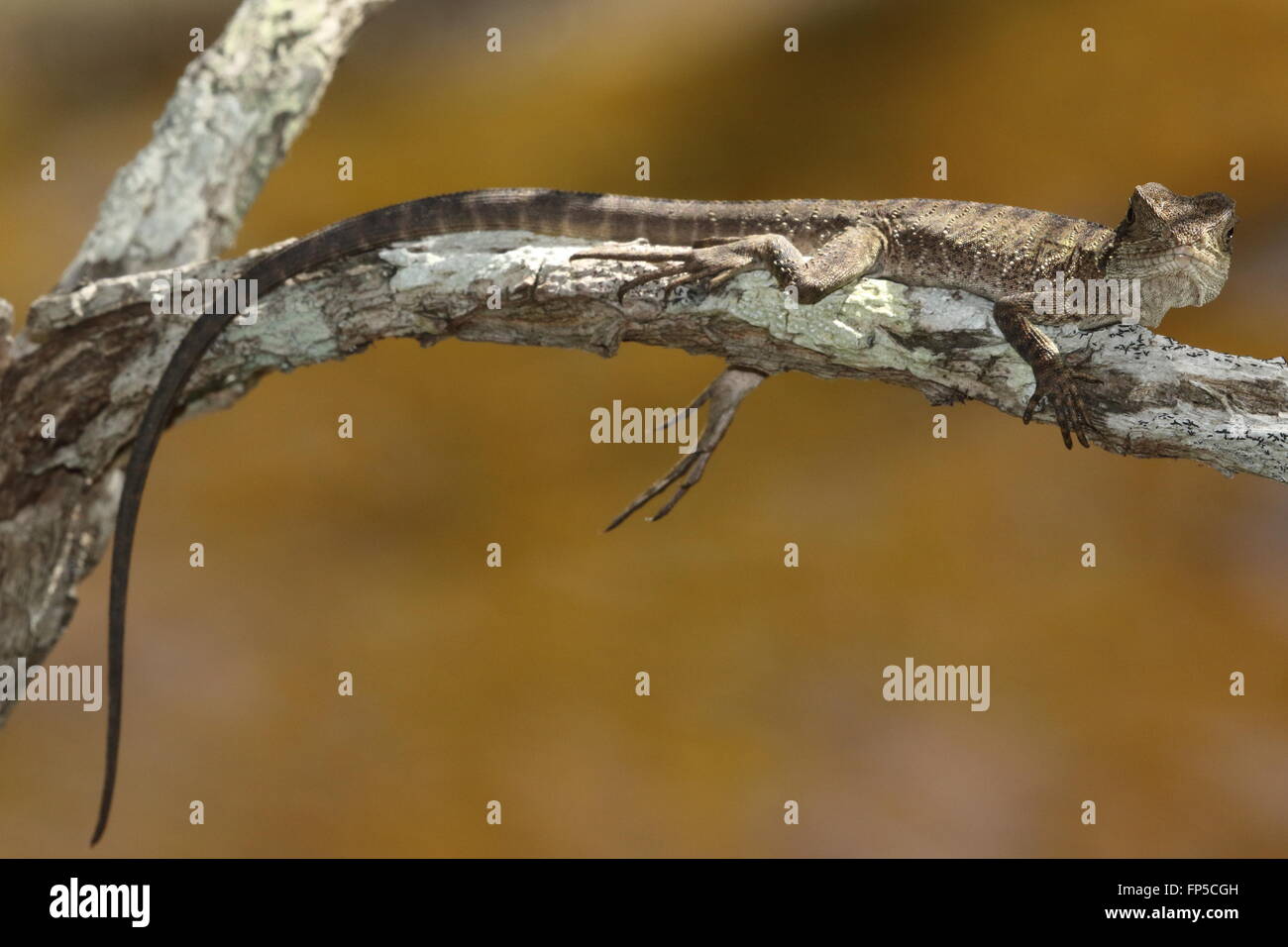 Eastern water dragon juvenile Stock Photo Alamy