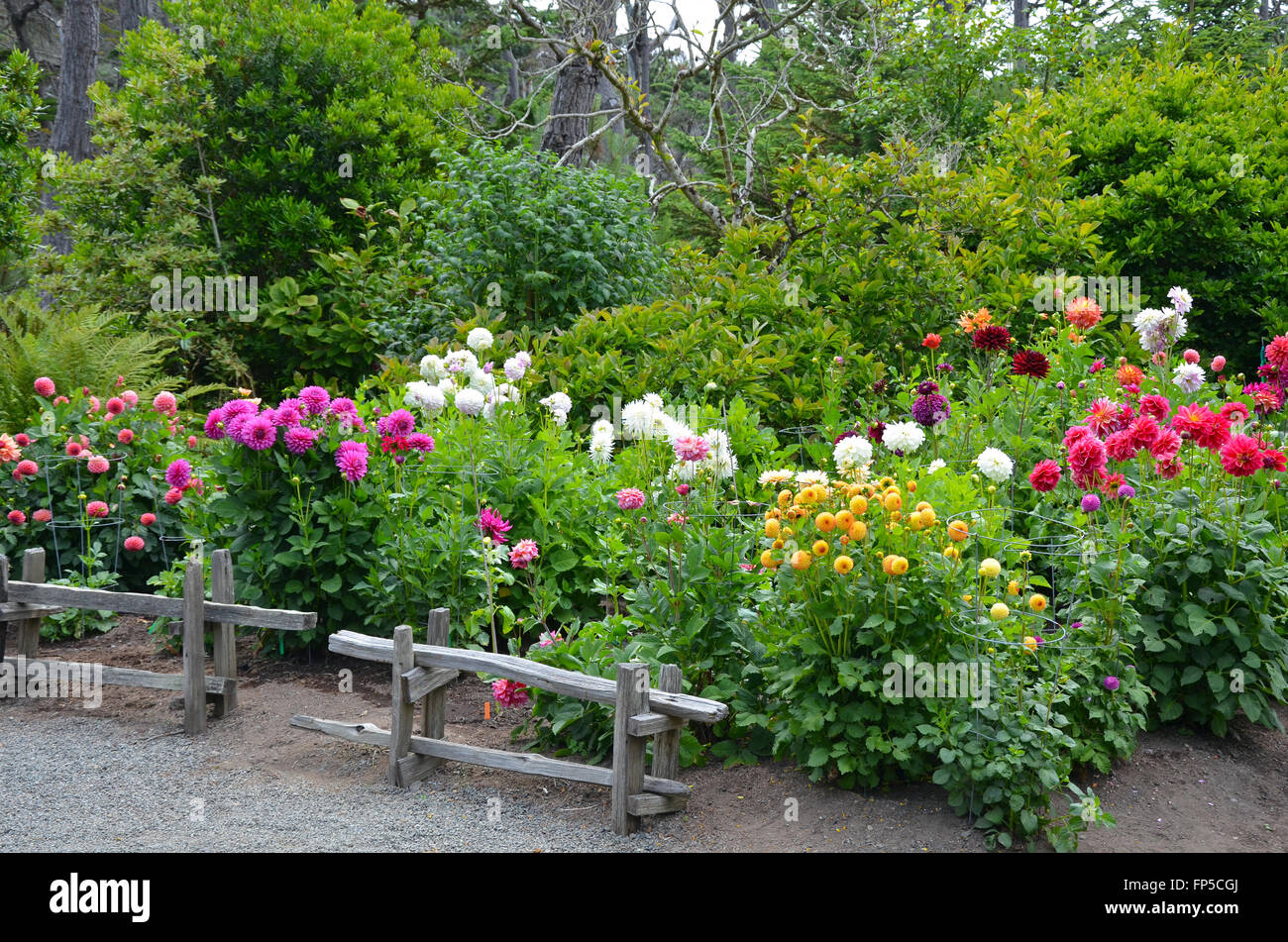 Colorful dahlia flower garden in lush green park Stock Photo