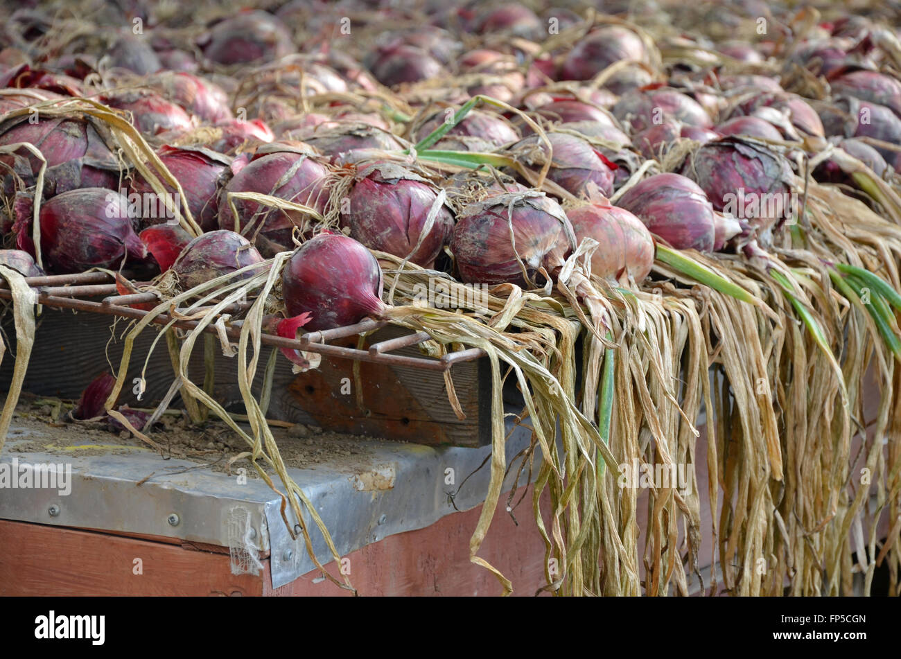 Harvested onions ready for market Stock Photo Alamy