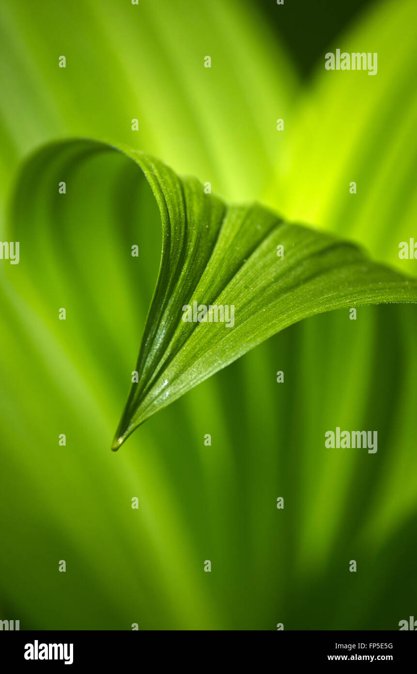 Green leaf abstract with shallow depth of field, false hellebore plant also know as indian poke. Stock Photo