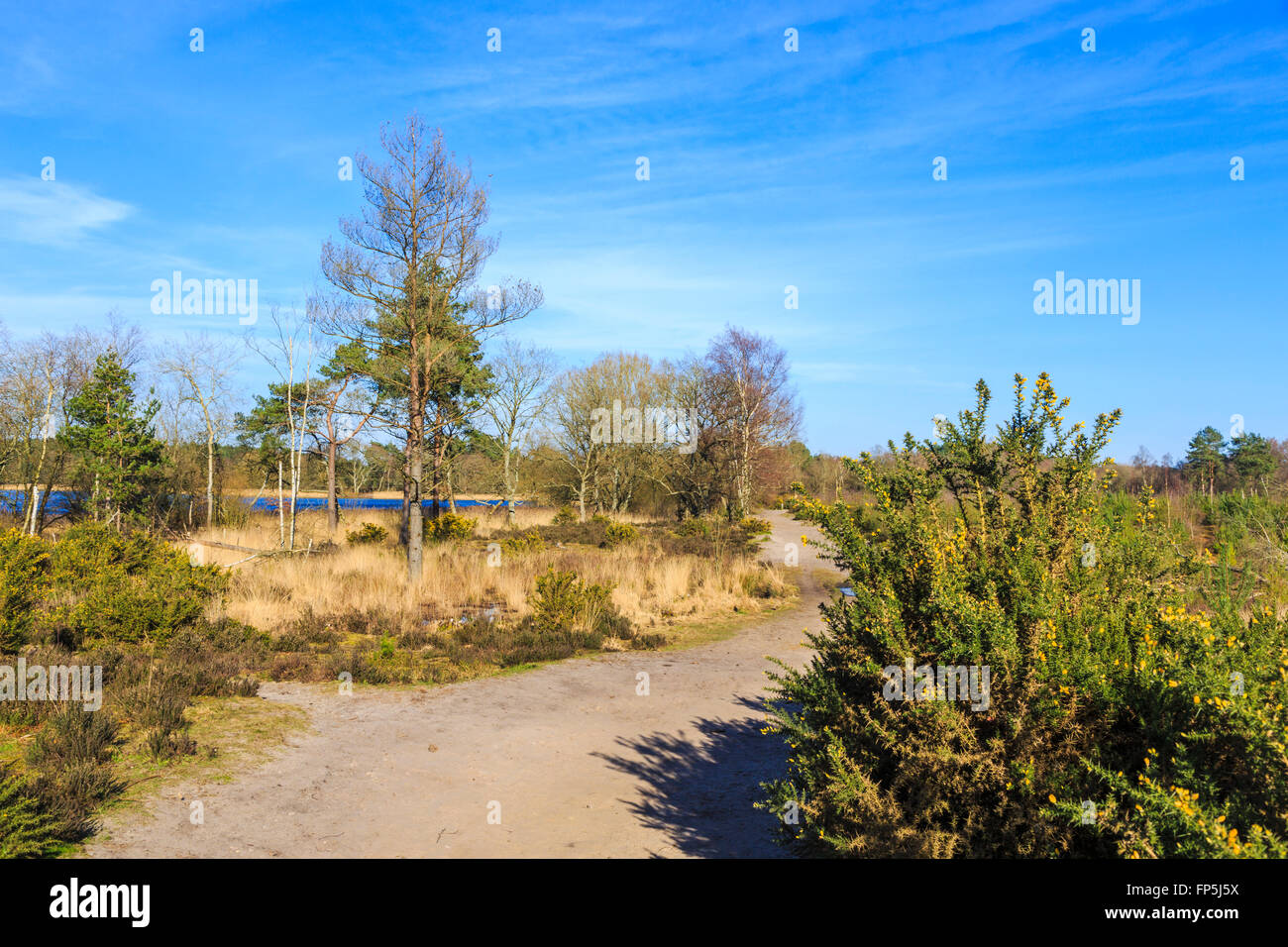 Heathland at Frensham Little Pond, Frensham near Farnham, Surrey, UK, in winter - a popular area for walking and recreation Stock Photo