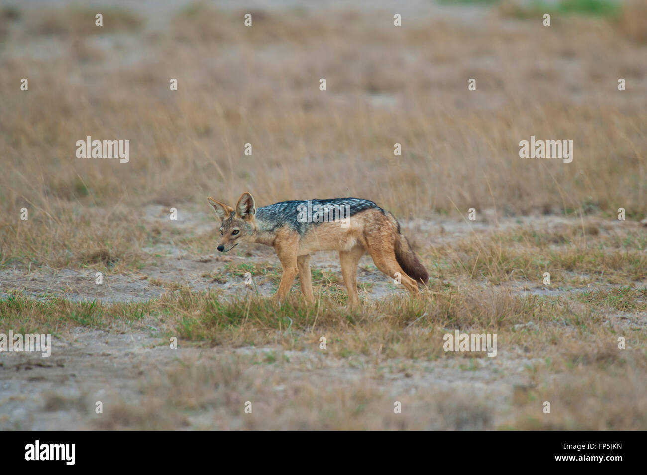 Golden jackal in the savannah in Amboseli National Park of Kenya Stock Photo