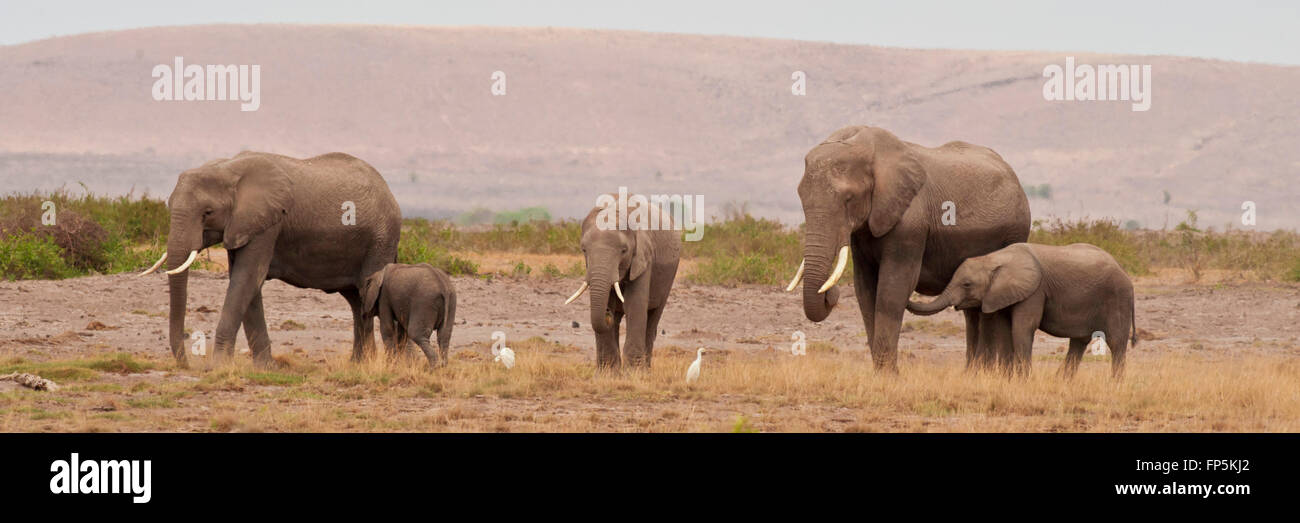 group-of-elephants-in-amboseli-national-park-of-kenya-stock-photo-alamy