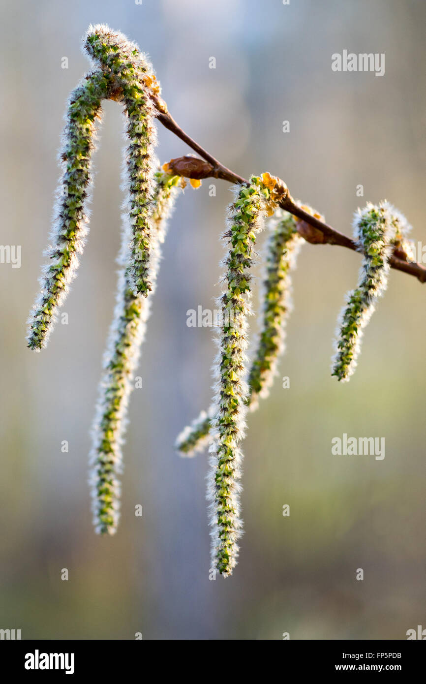 alder catkins on blurred background Stock Photo