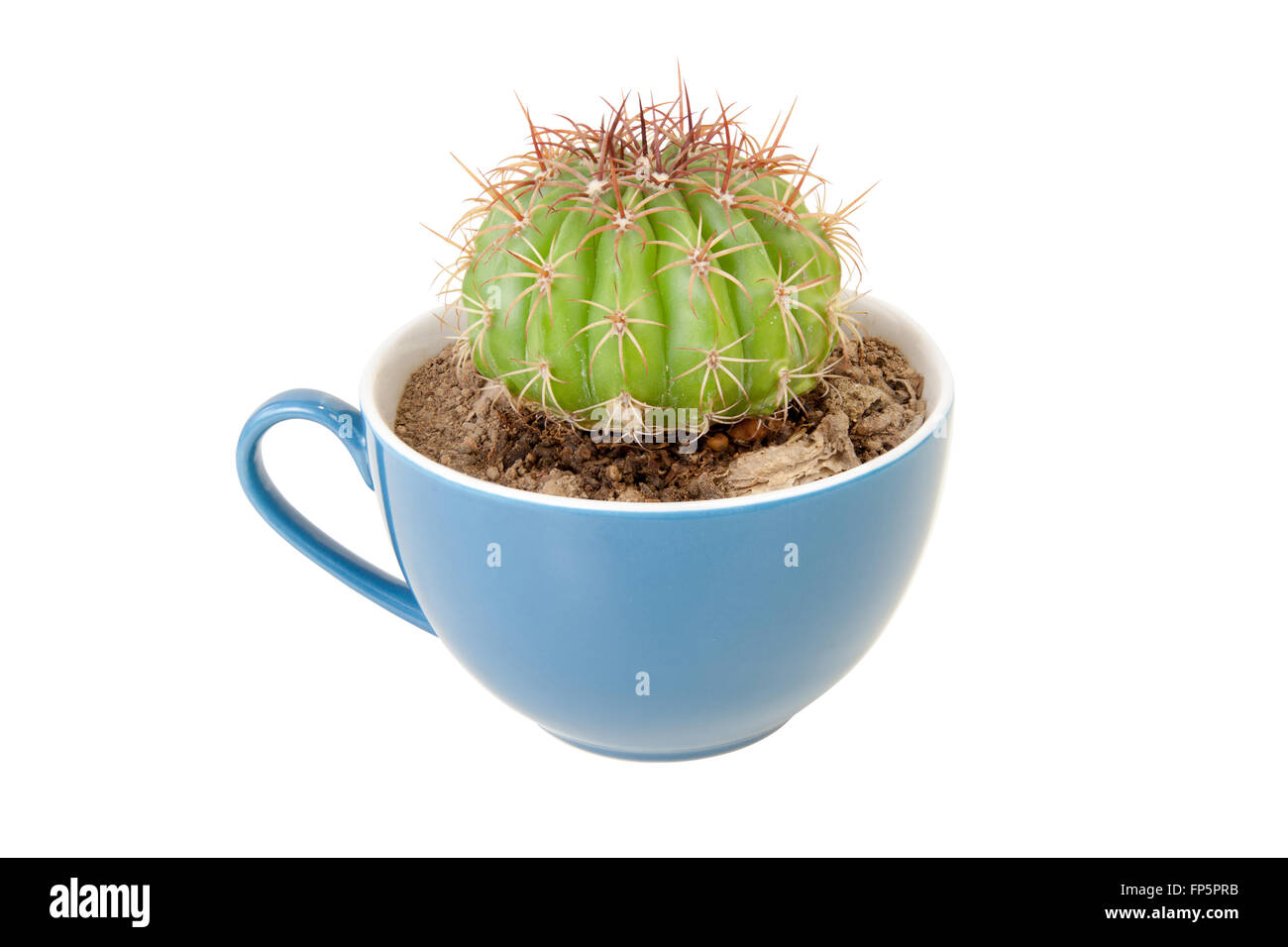 cactus in coffee cup. it is idea beverage bad taste similar options like cactus. isolated on white background with clipping path Stock Photo