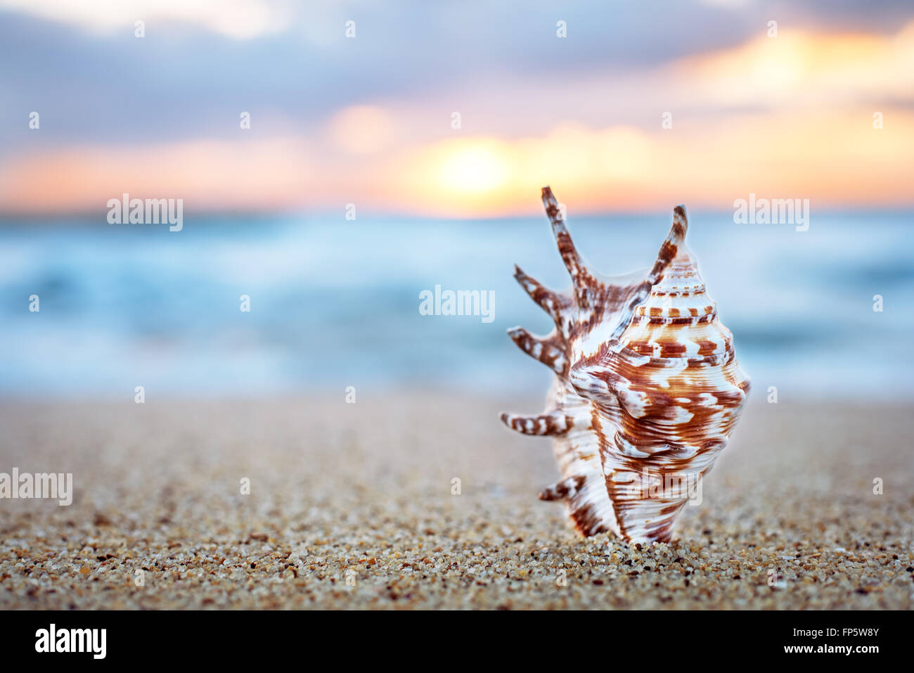 Seashell on the sand. Stock Photo