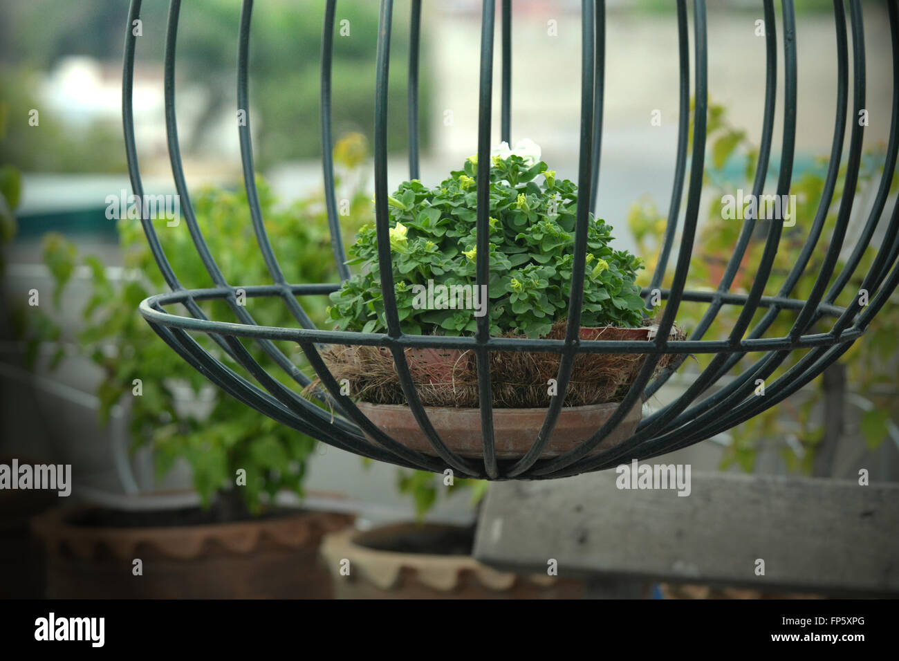 Green plant basket hanging in the garden. Stock Photo