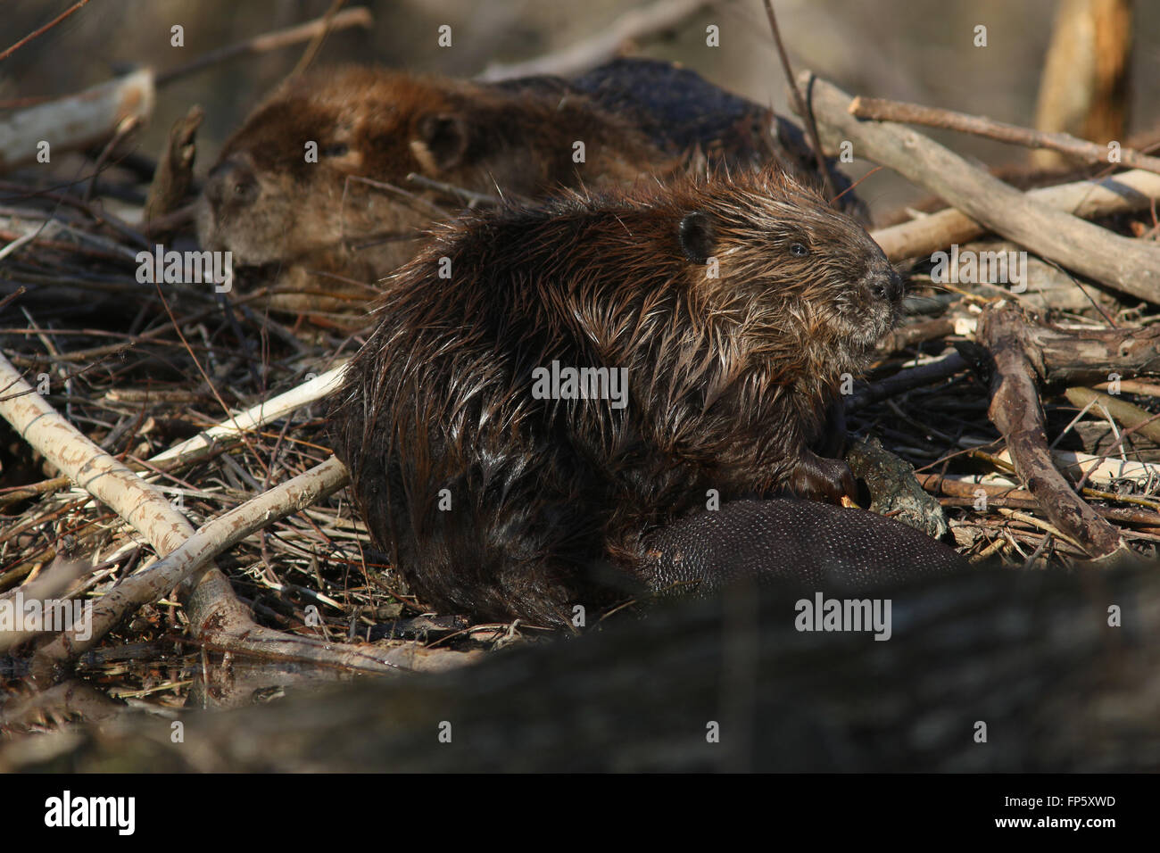 Beaver on lodge in Ohio Wetland Stock Photo
