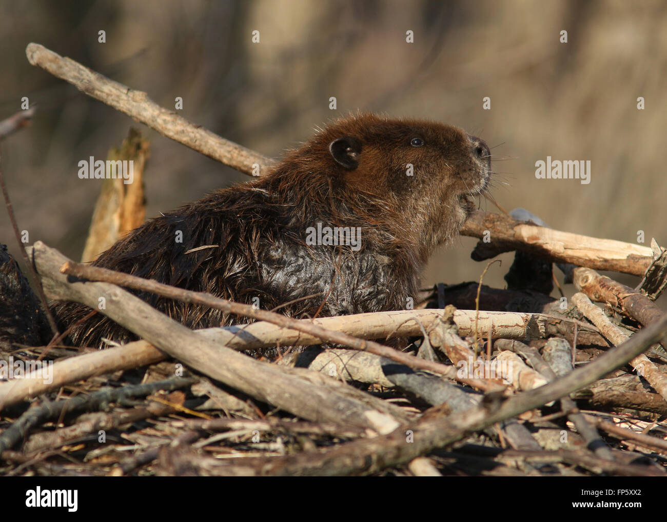 Beaver on lodge in Ohio Wetland Stock Photo