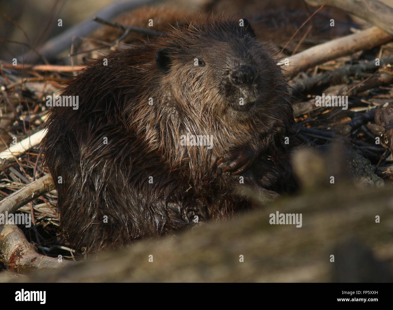 Beaver on lodge in Ohio Wetland Stock Photo