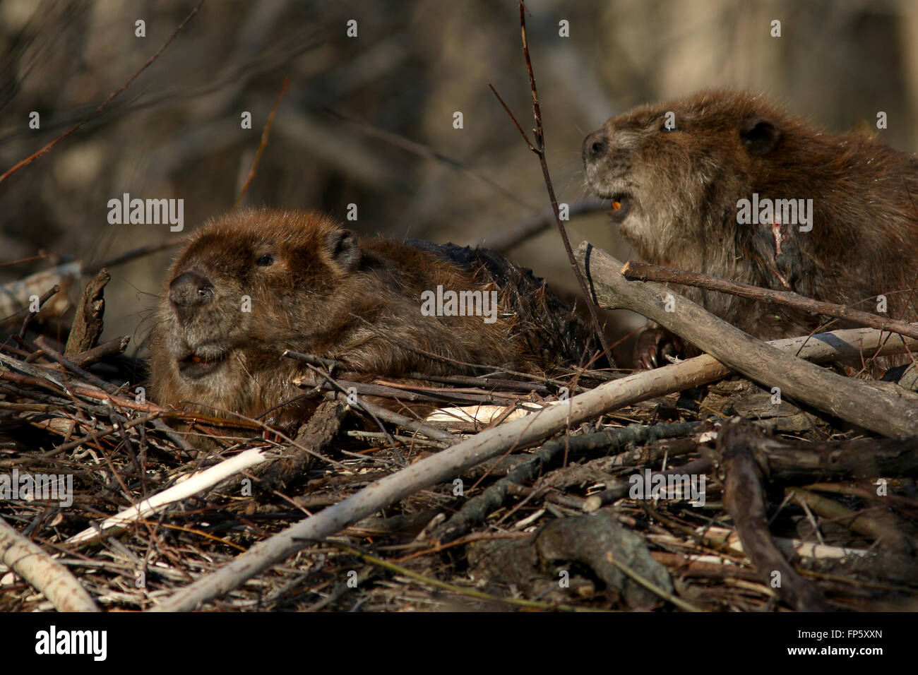 Beaver on lodge in Ohio Wetland Stock Photo Alamy
