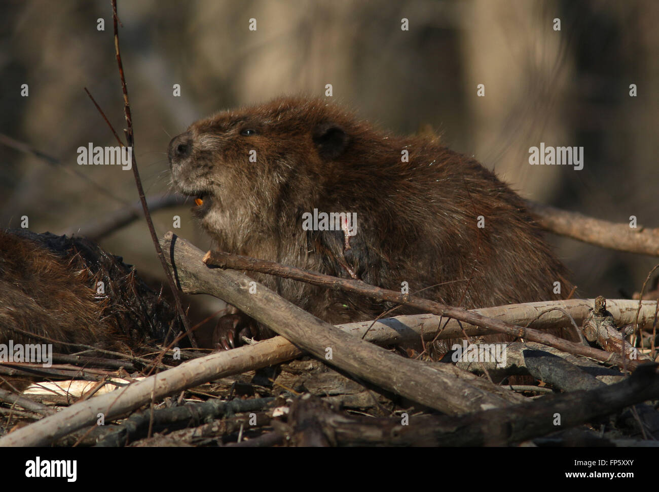 Beaver on lodge in Ohio Wetland Stock Photo Alamy
