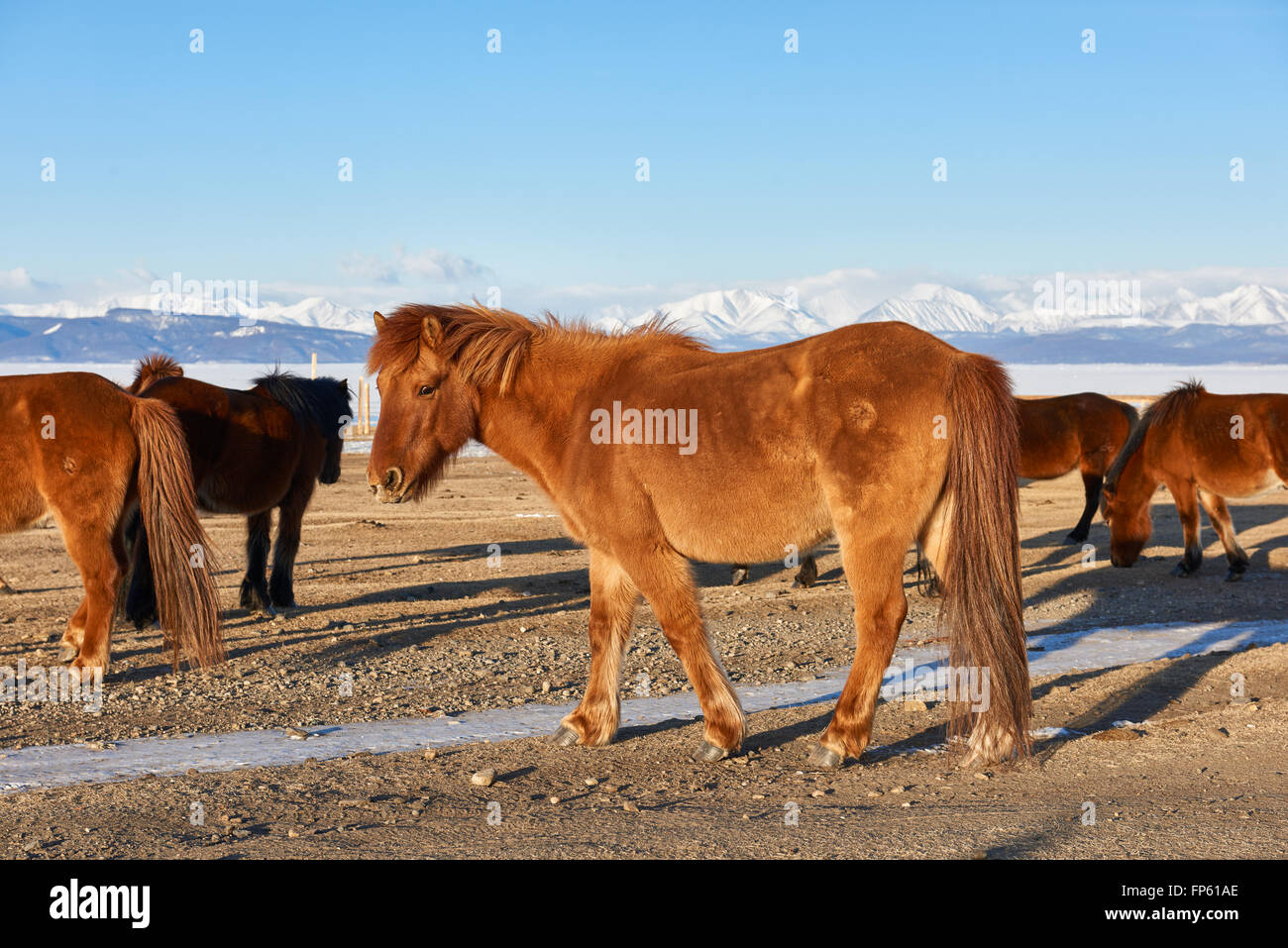Mongolian horse with a long tail is not cropped Stock Photo