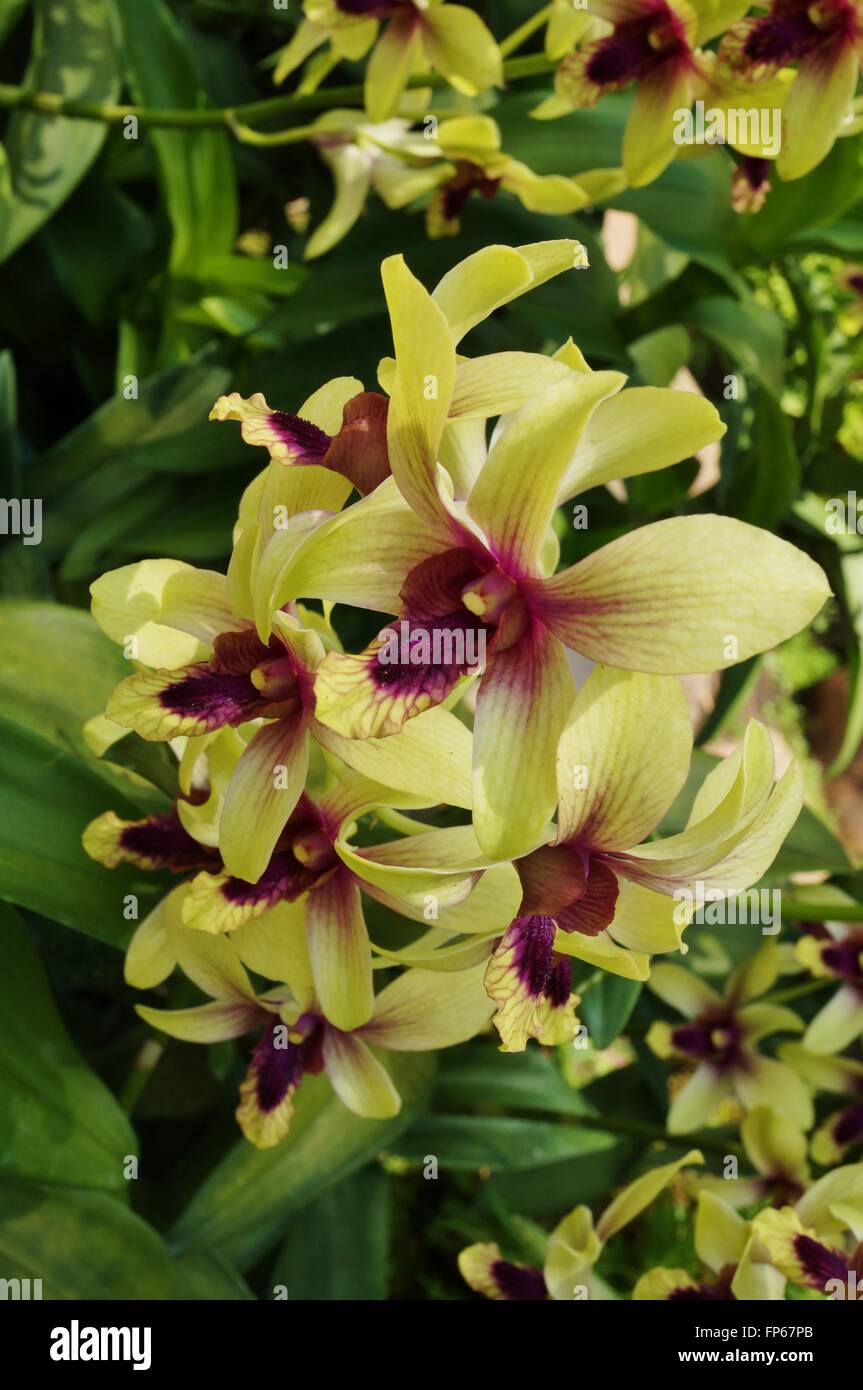 Yellow and purple orchid bloom Dendrobium Changi Airport Stock Photo