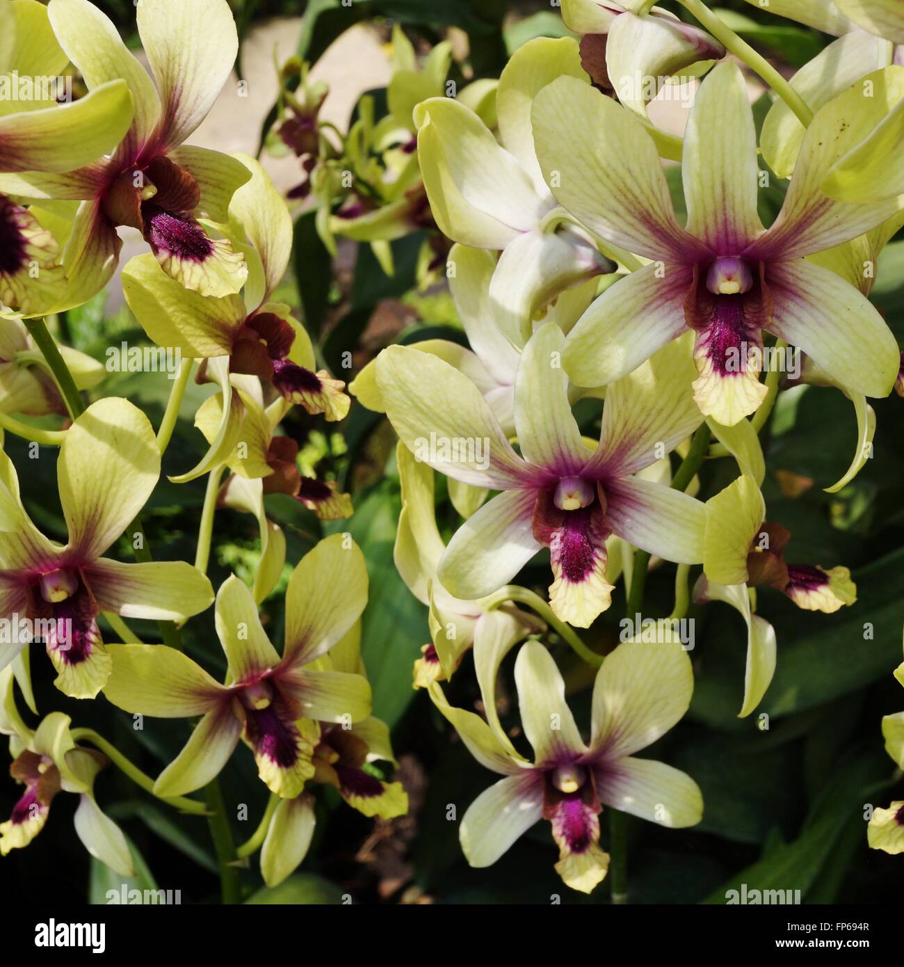 Yellow and purple orchid bloom Dendrobium Changi Airport Stock Photo