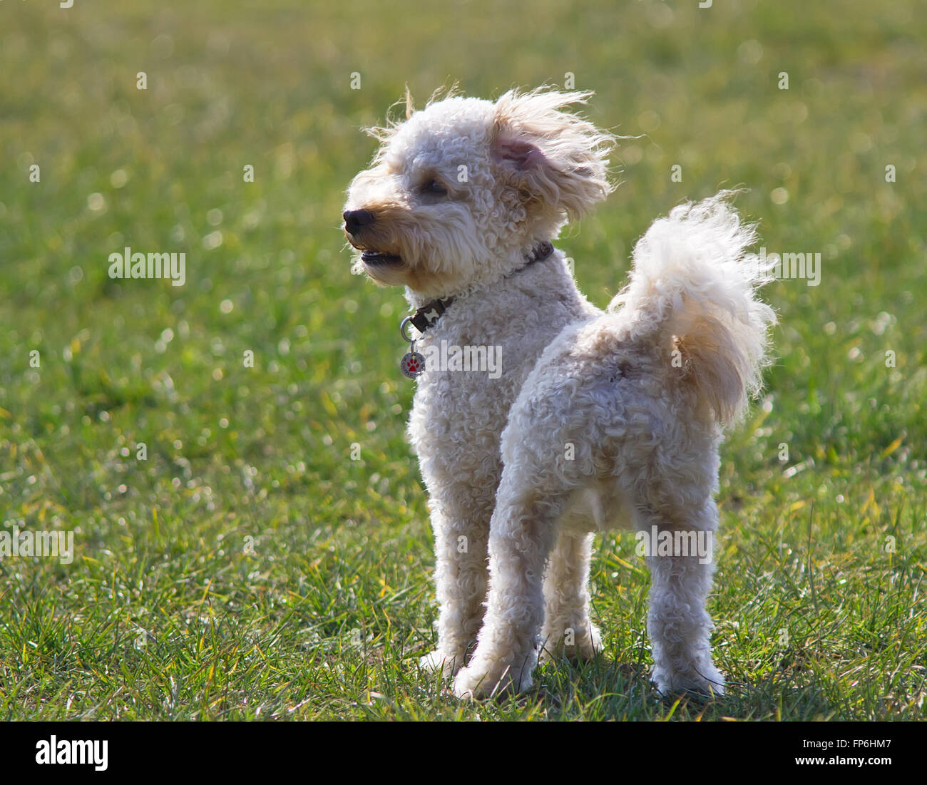 Cavapoo Puppy Stock Photo