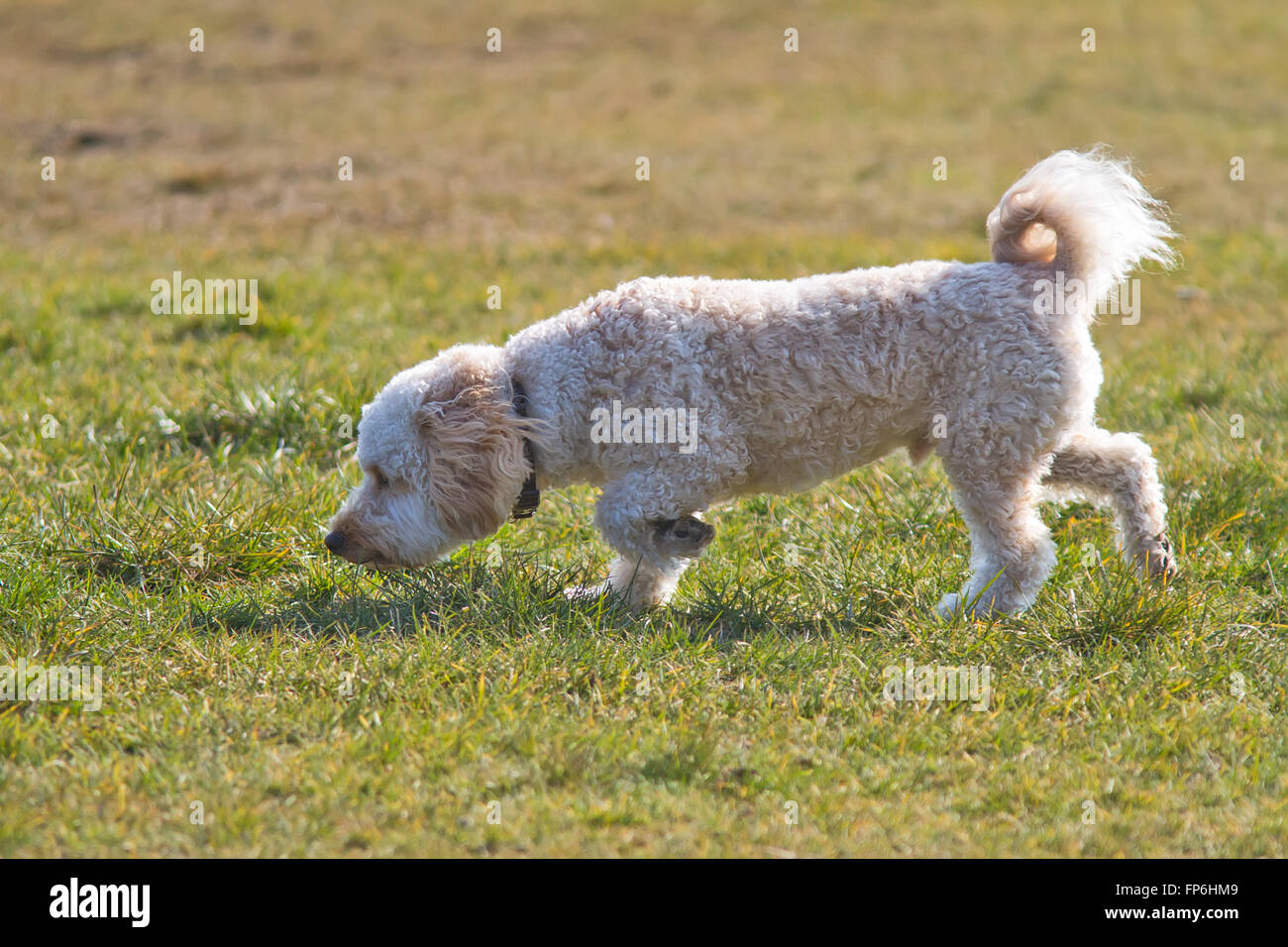 Cavapoo Puppy running Stock Photo