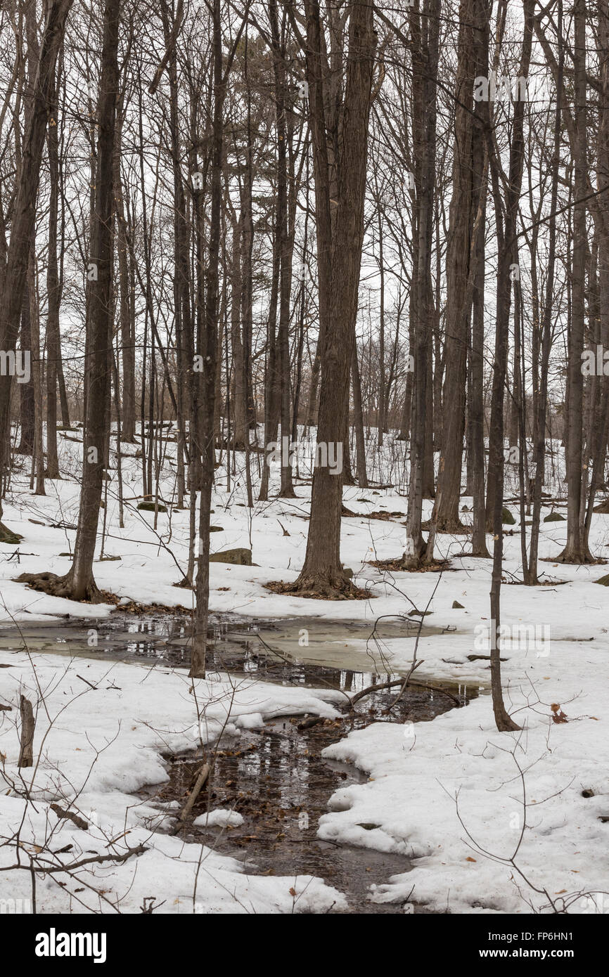 Forest landscape in winter Stock Photo - Alamy