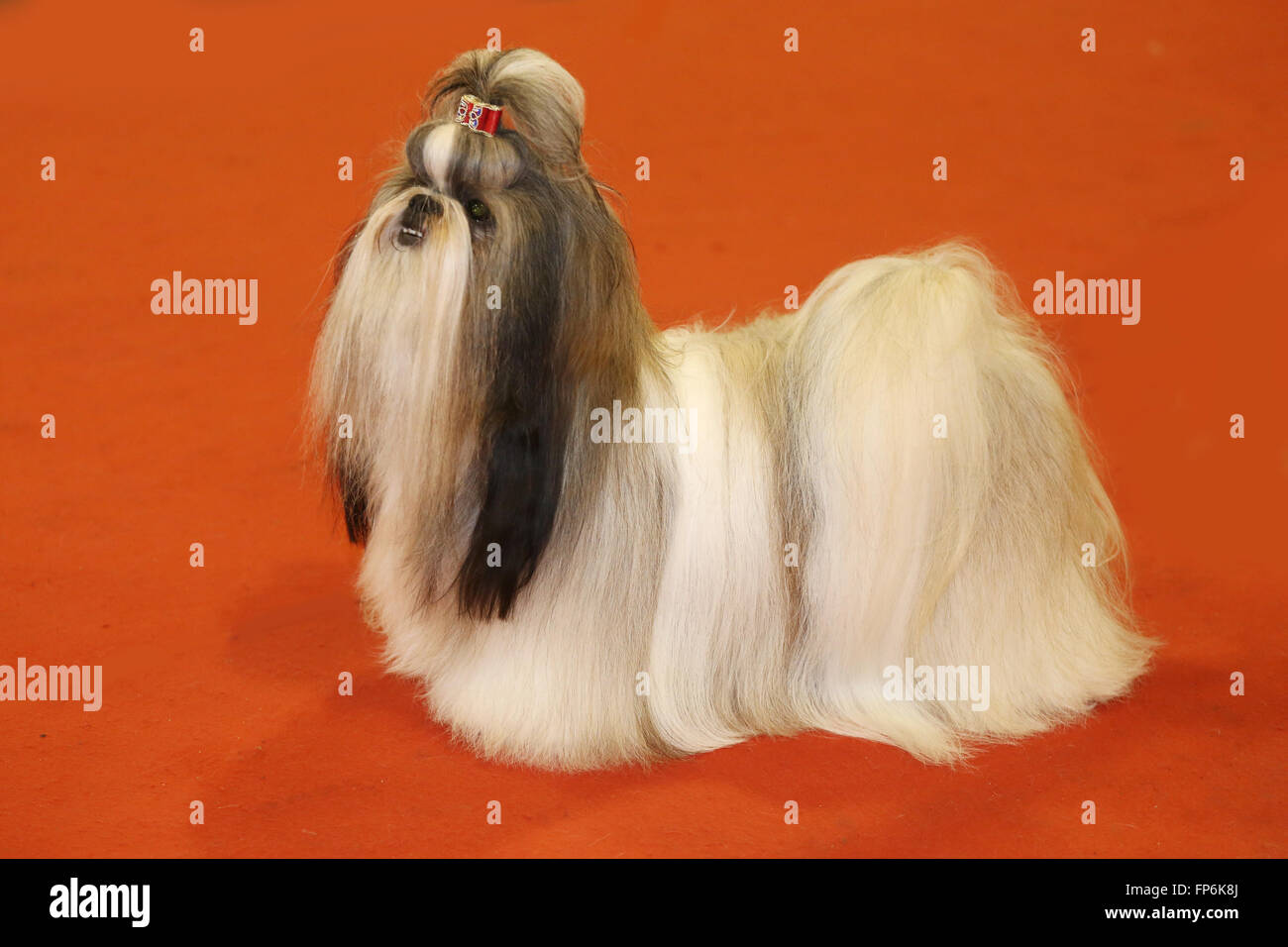dog hair pin